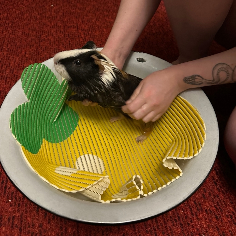 Купание морской свинки