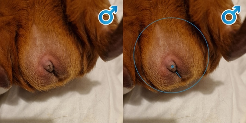 Самец морской свинки, 1 год