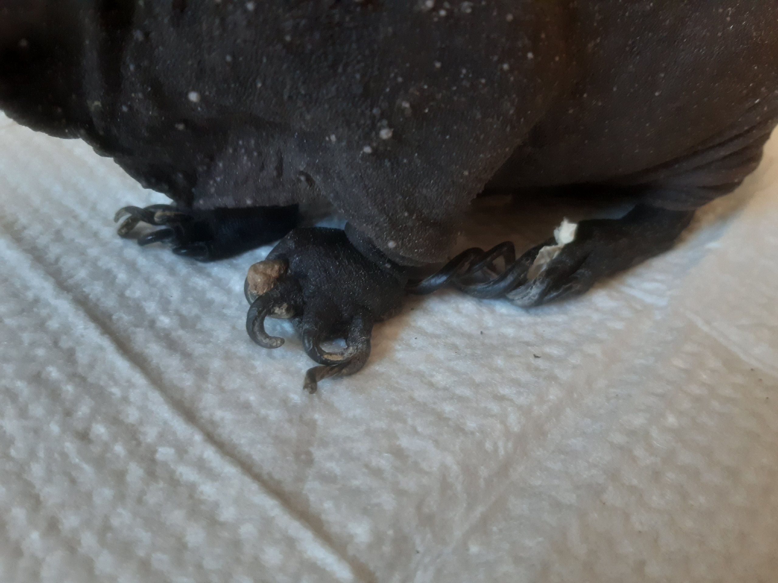 переросшие когти у морской свинки, пододерматит