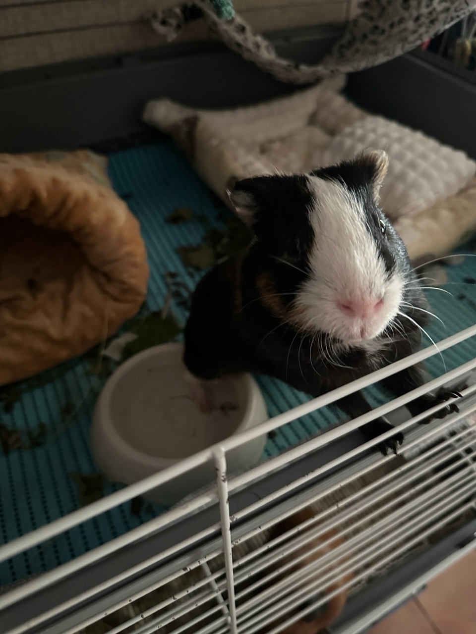 Морская свинка охлаждает лапки в миске с водой
