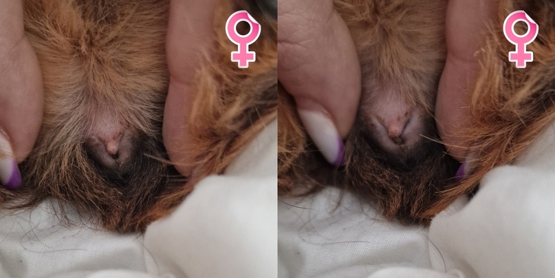 Самка морской свинки, 2 года