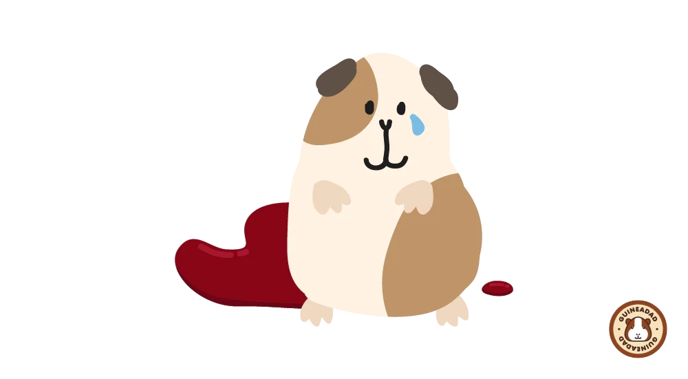 Красная моча с кровью у морской свинки