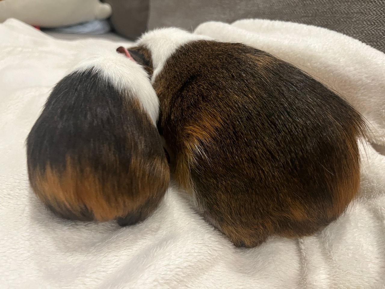 две морские свинки дружат