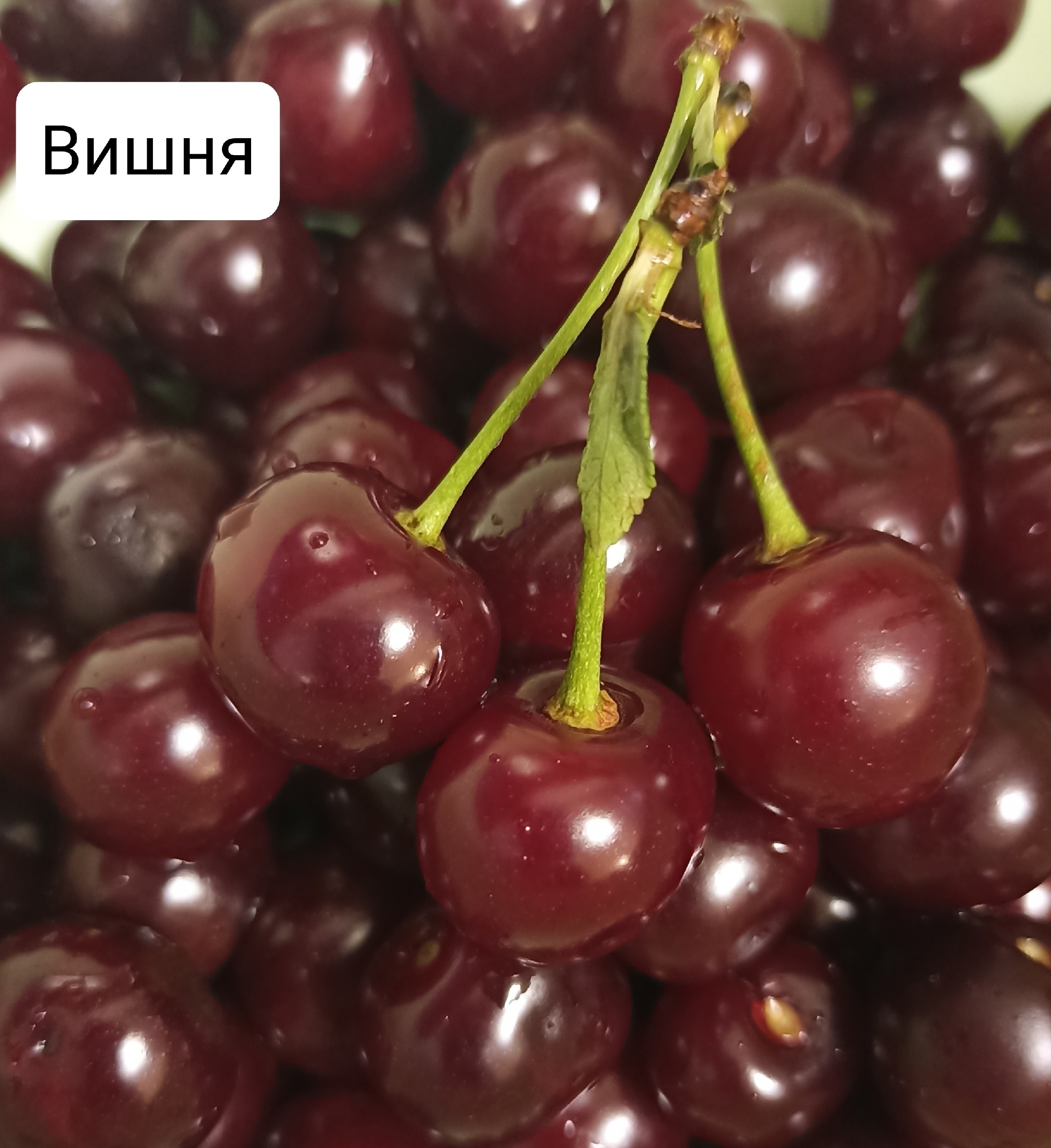 ягоды вишни