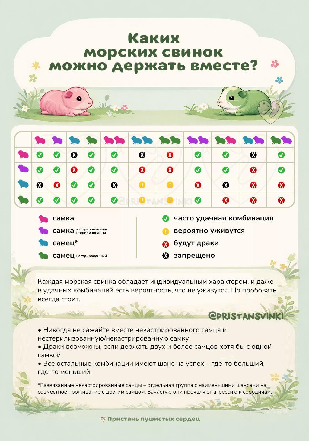 каких морских свинок можно держать вместе. пары морских свинок