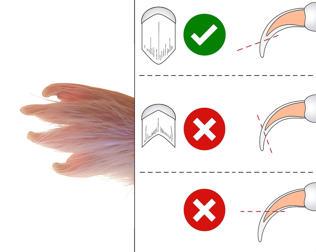 Схема стрижки когтей морской свинки