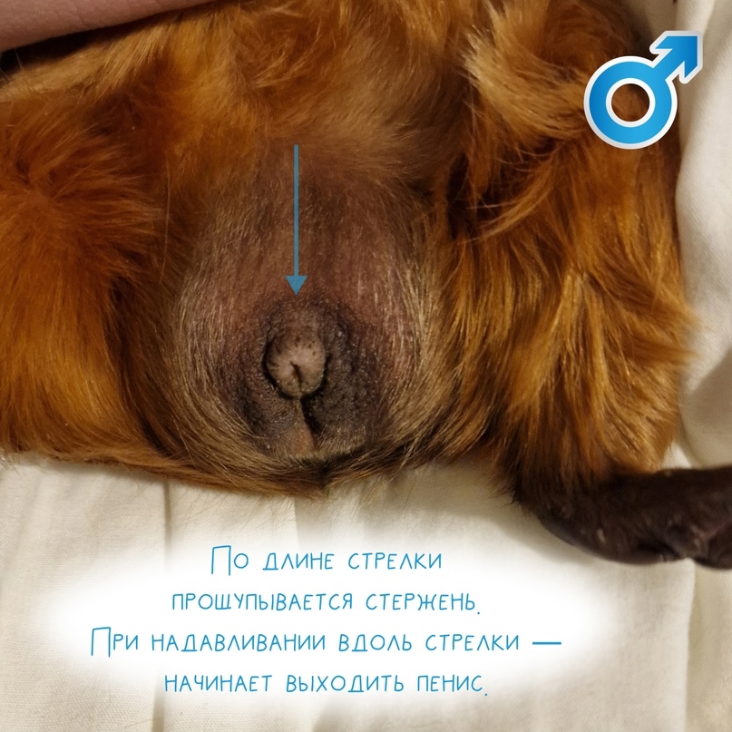 Самец морской свинки, 1 год