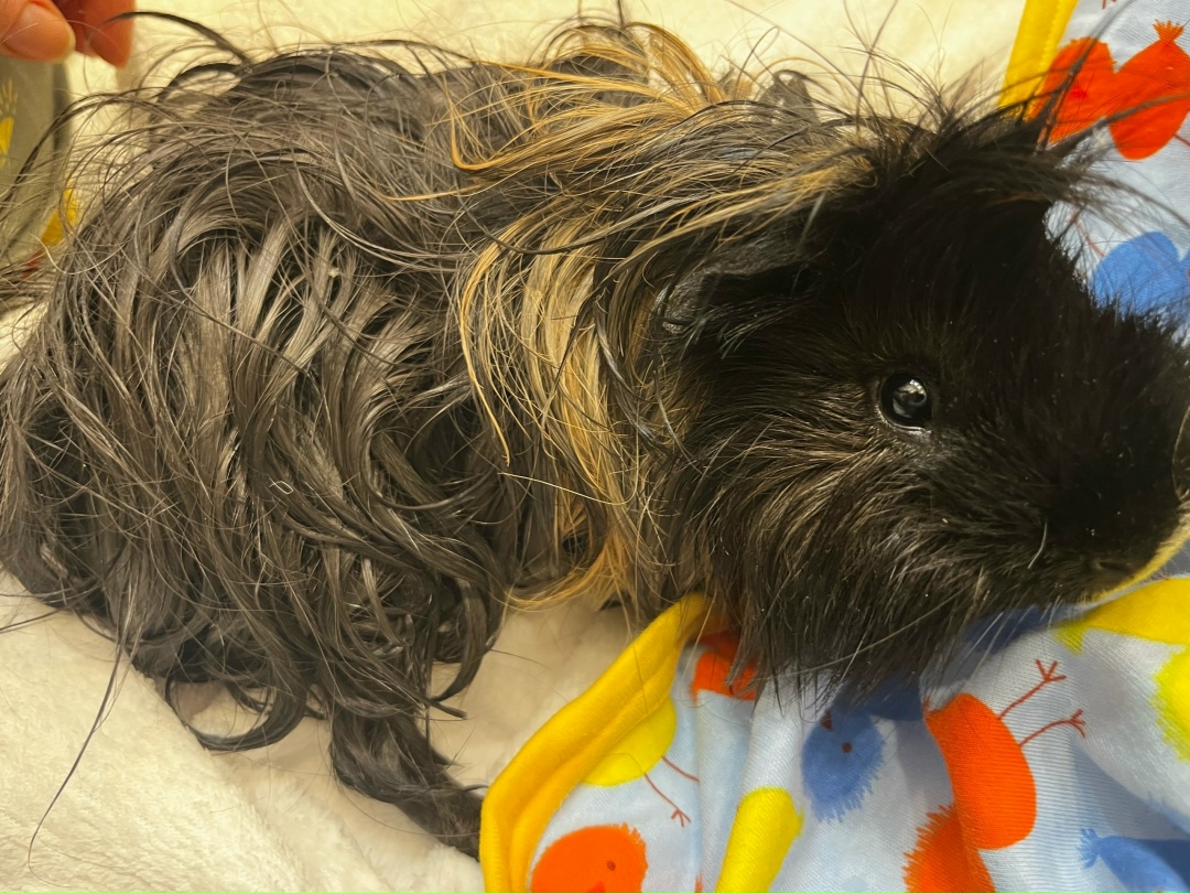 Мокрая морская свинка