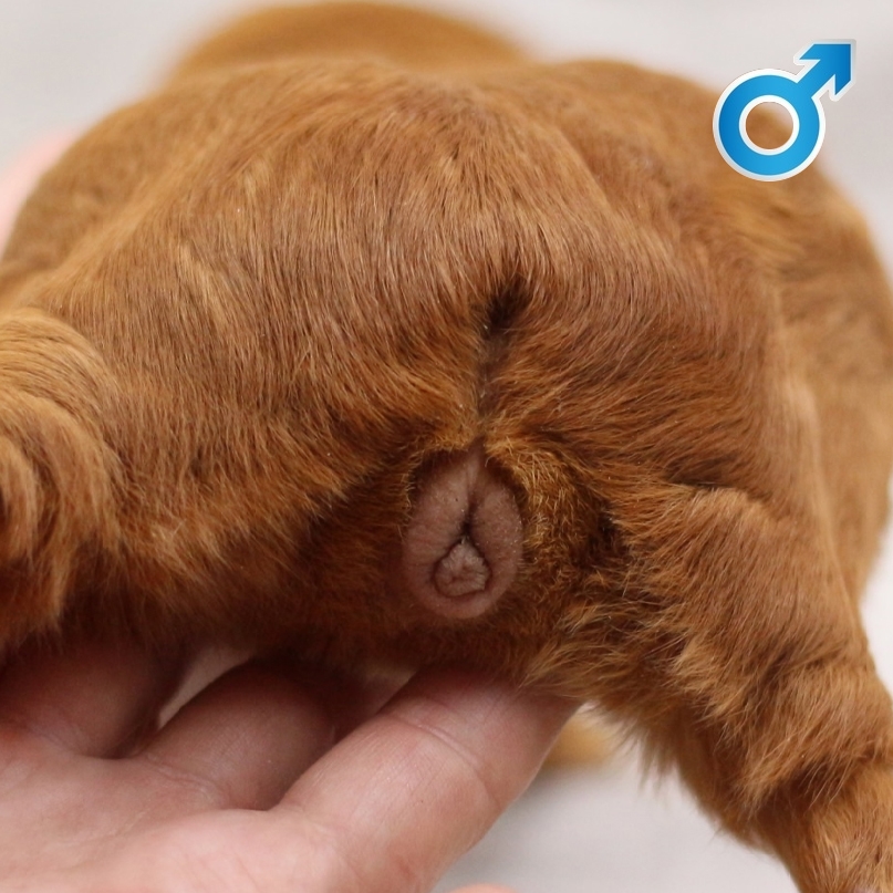 Кастрированный самец морской свинки