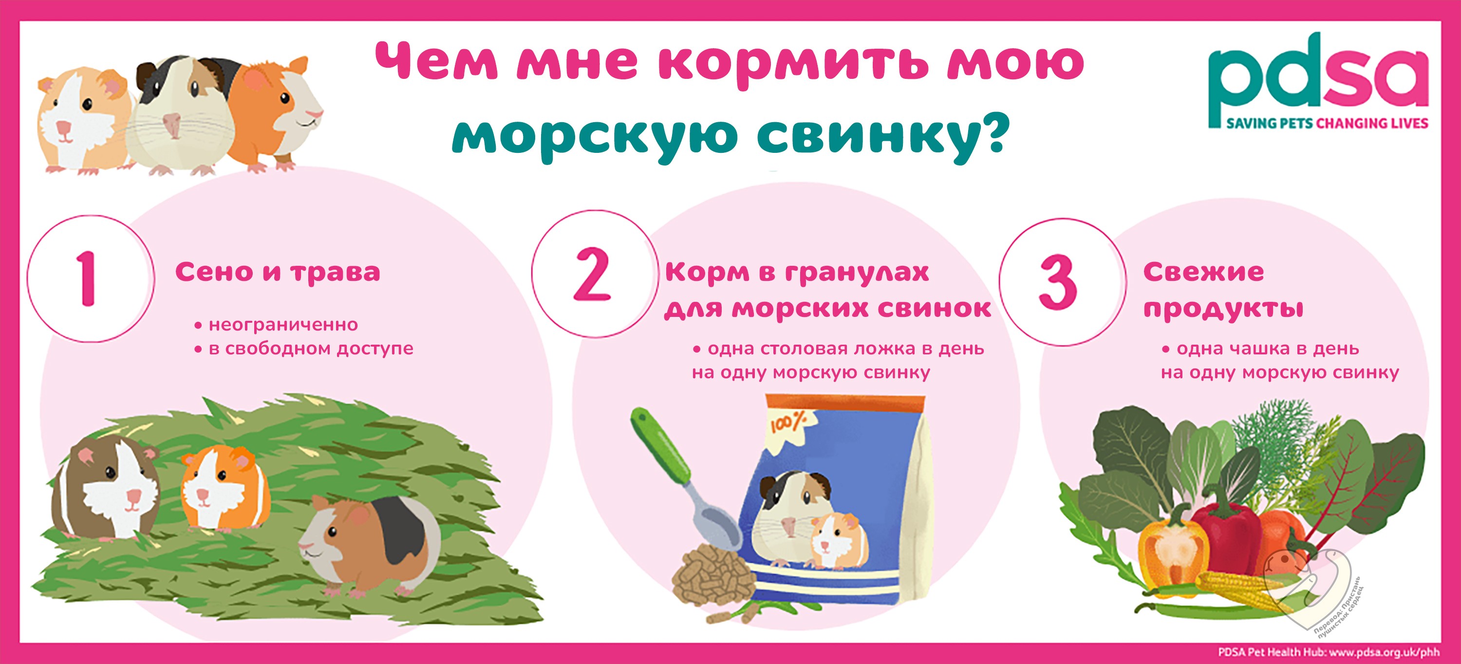 Чем мне кормить морскую свинку: сено и трава, травяные гранулы, свежие продукты