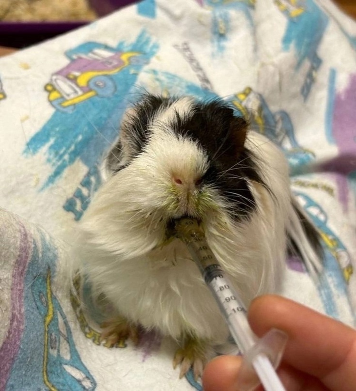 докорм морской свинки