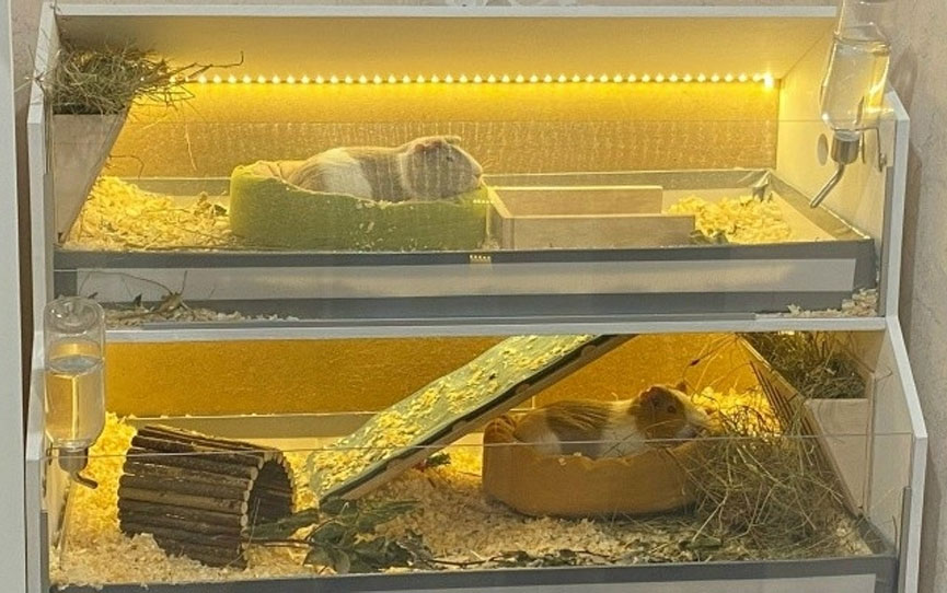 Двухэтажный стеллаж для двух морских свинок