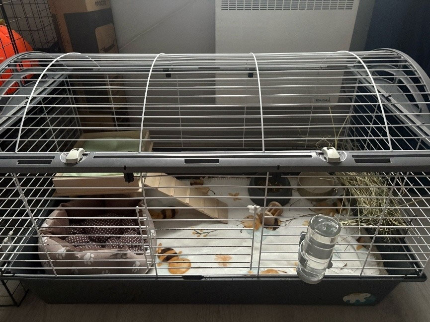 Обустроенная клетка для морской свинки правильного размера