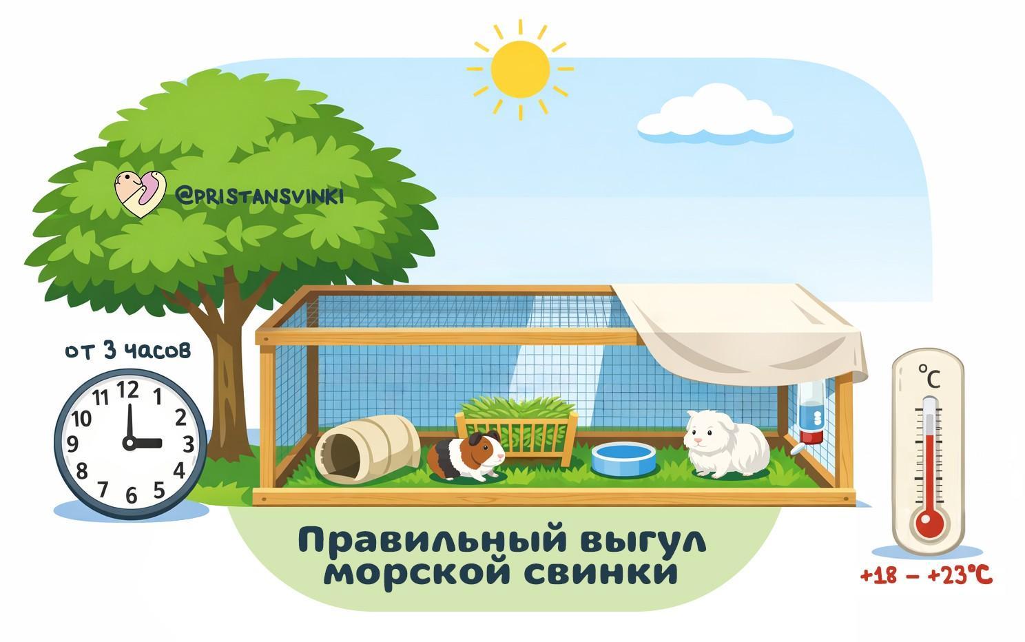 Как обустроить прогулочный вольер для морской свинки