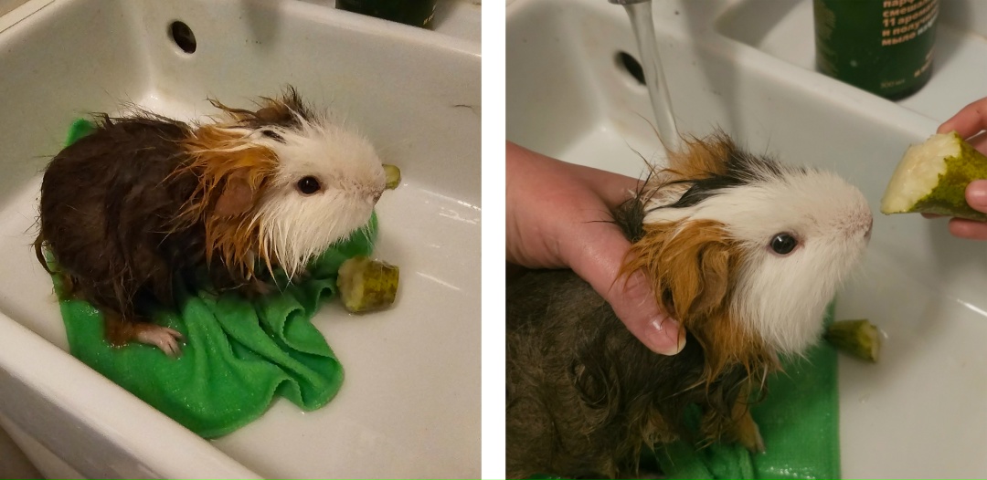 Морская свинка купается
