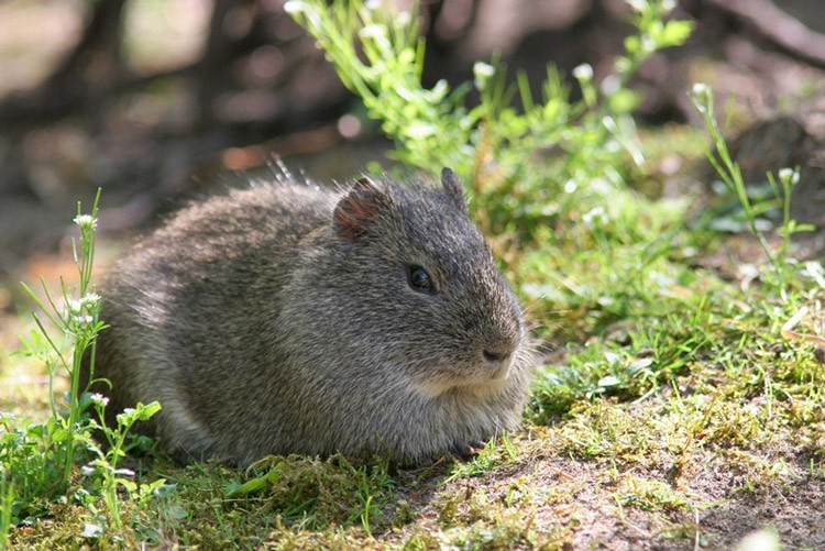 Дикая морская свинка