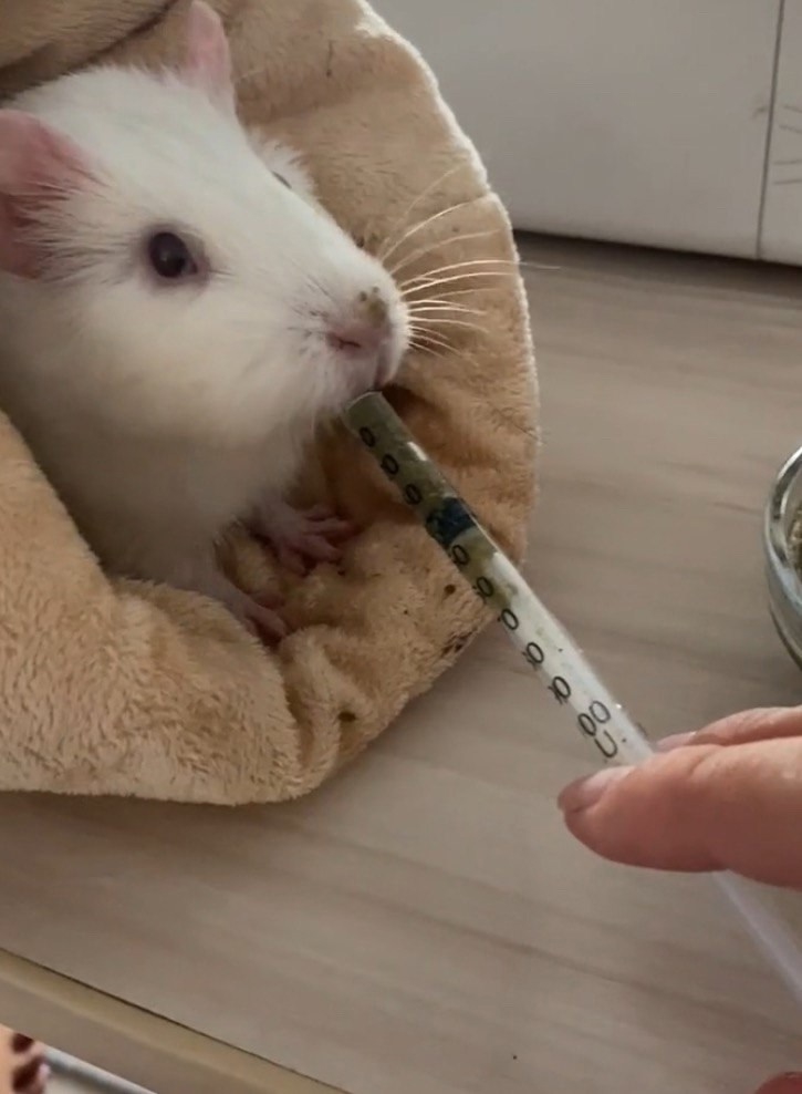 докорм морской свинки