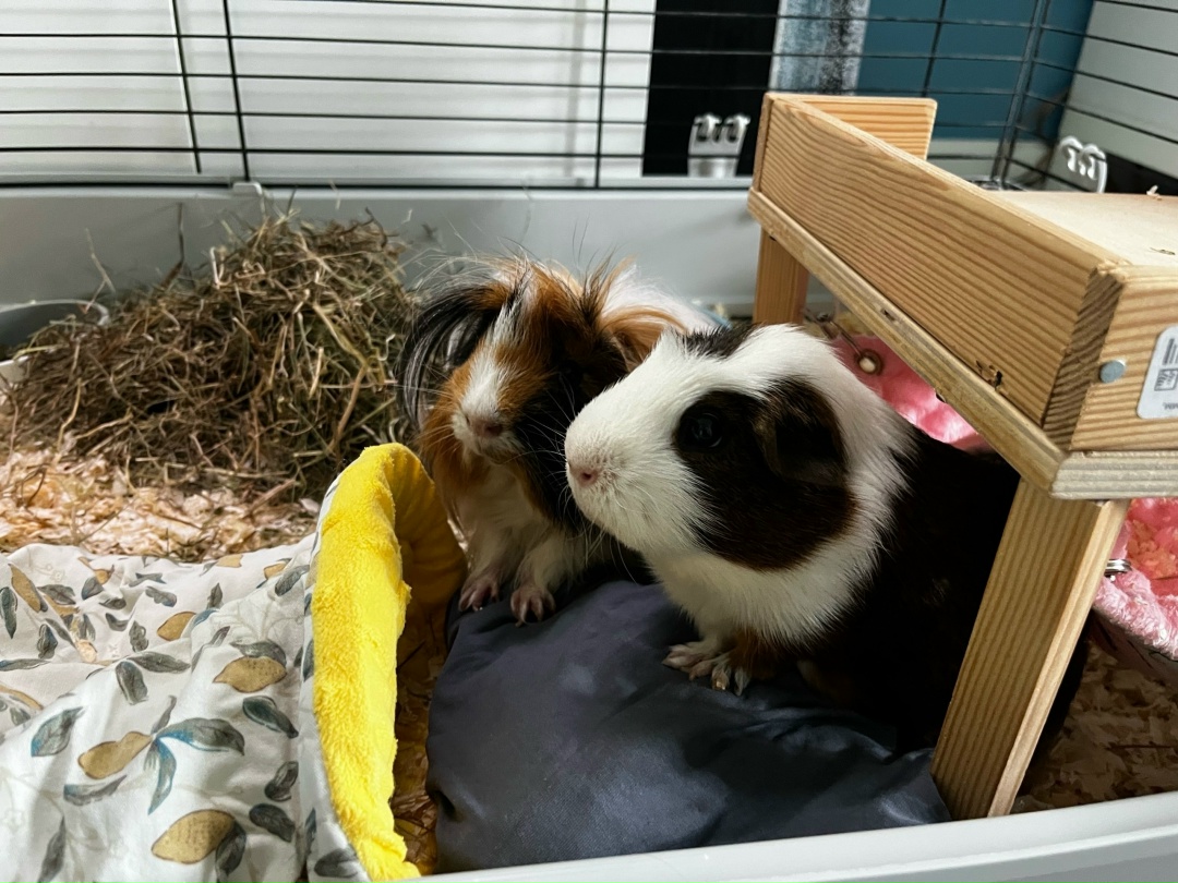 Морские свинки на бутылке с холодной водой, обернутой тканью