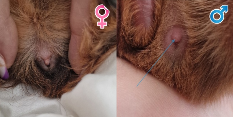 Слева — самка. Справа — самец морской свинки