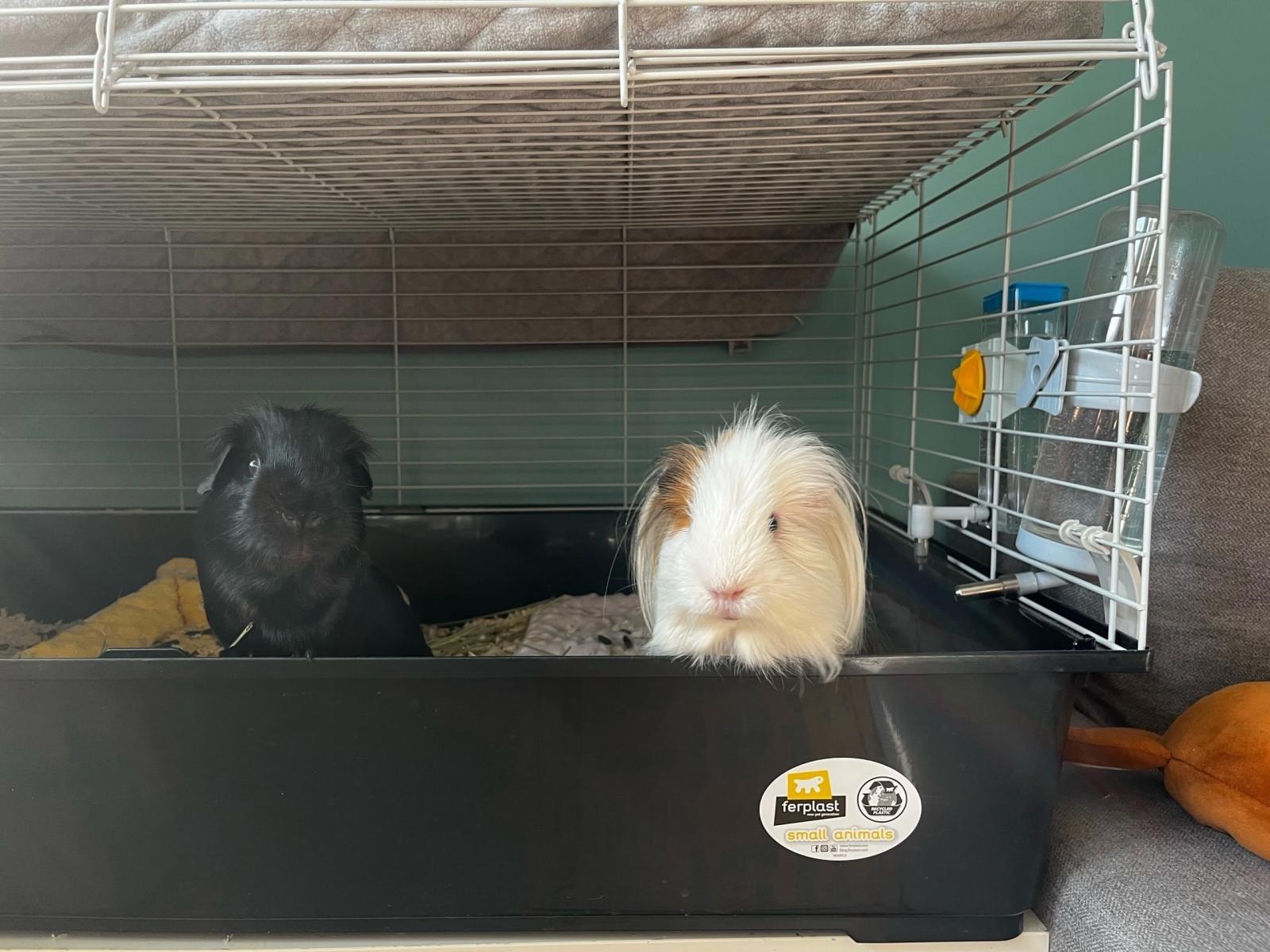 Два самца морских свинок мирно живут вместе