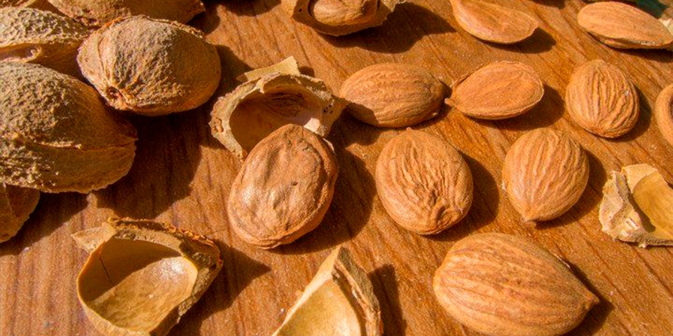 косточки фруктов опасны для морских свинок