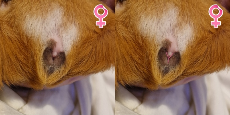 Самка морской свинки, 1 год