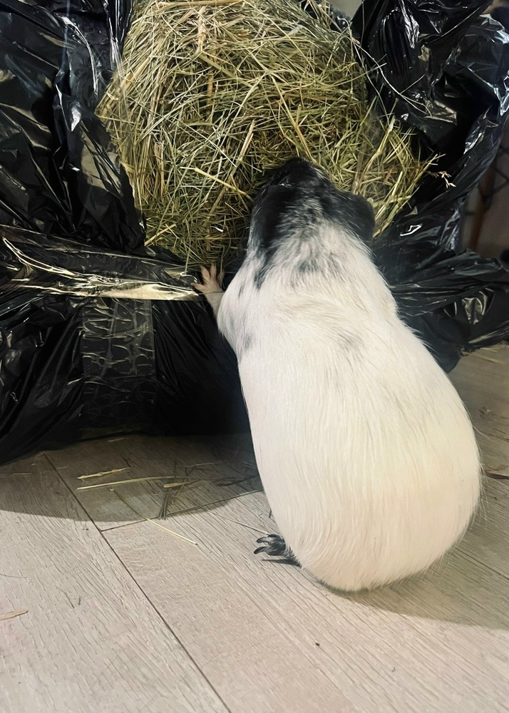 Морская свинка залезает в пакет с полезным сеном
