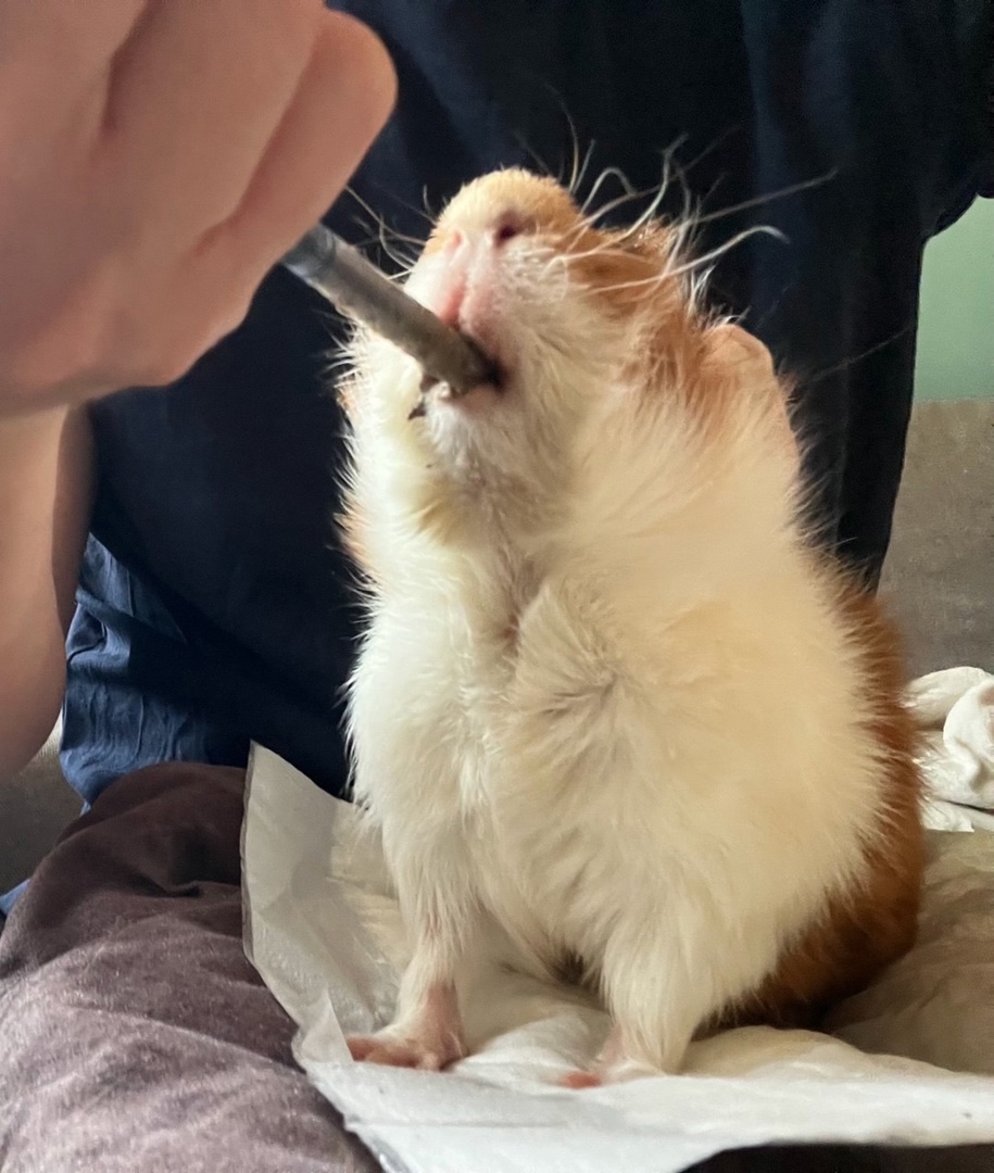 докорм морской свинки