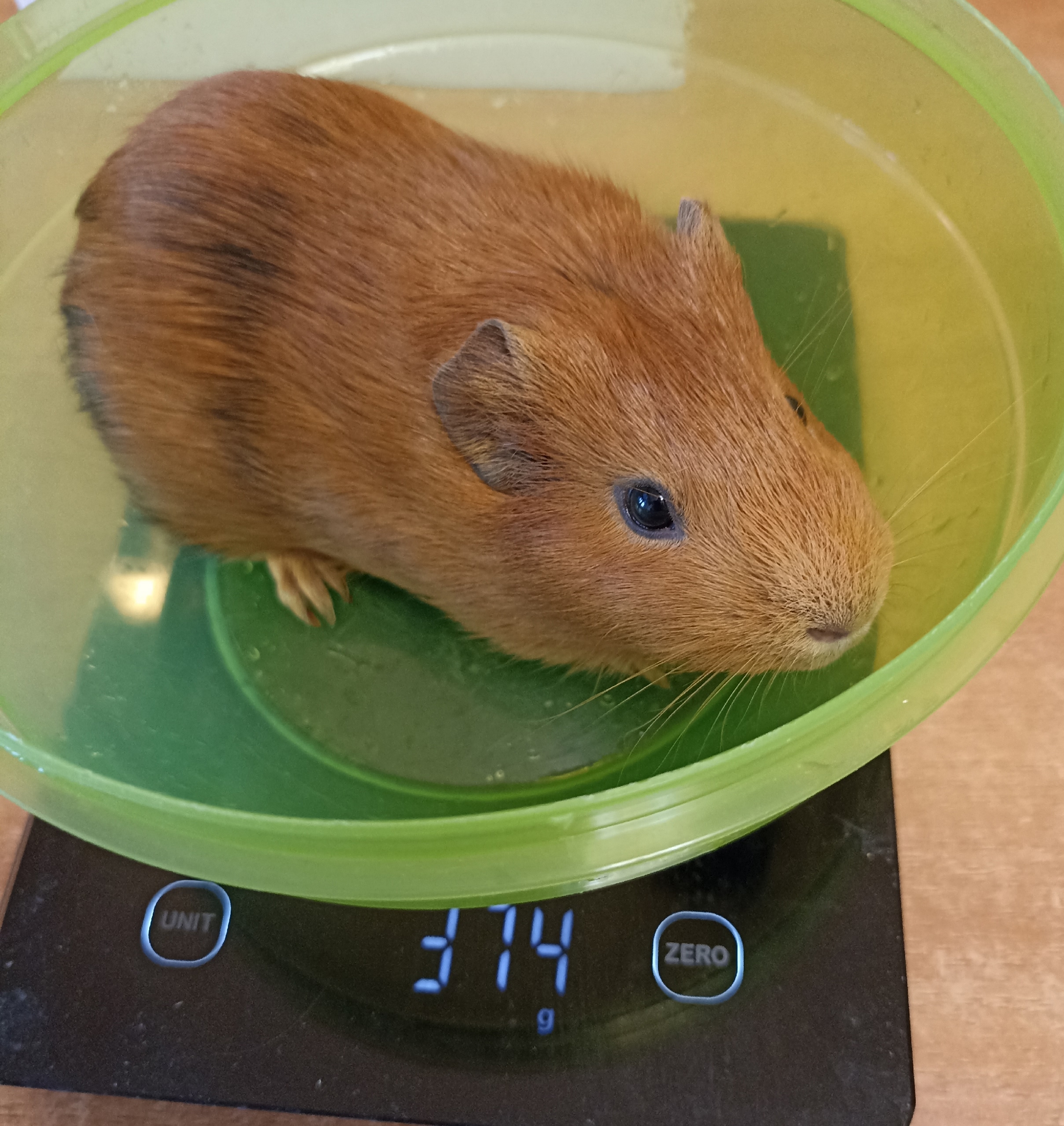 Вес малышей морской свинки