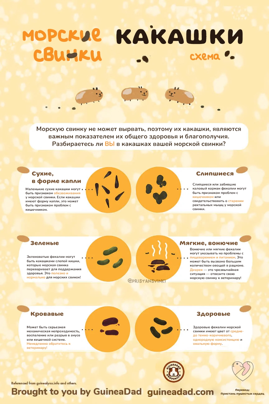 Таблица какашек морской свинки