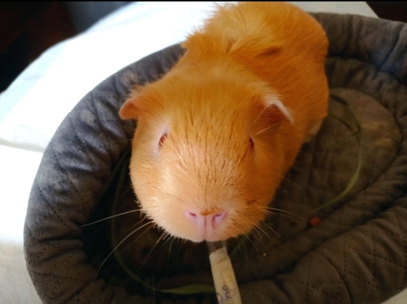 докорм морской свинки