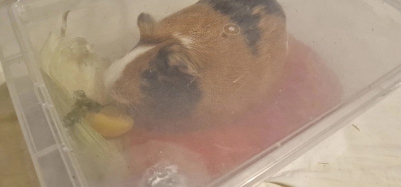 Морская свинка в контейнере для ингаляций лечит заболевание легких