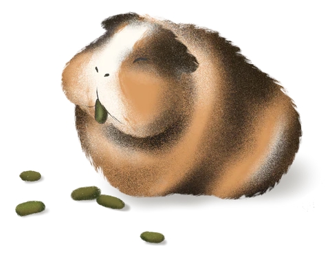 Зелёные какашки морской свинки