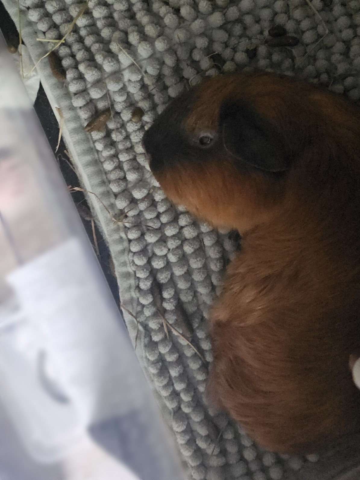 Морская свинка спит