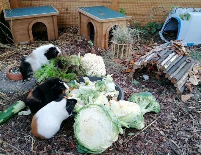 морские свинки едят капусту