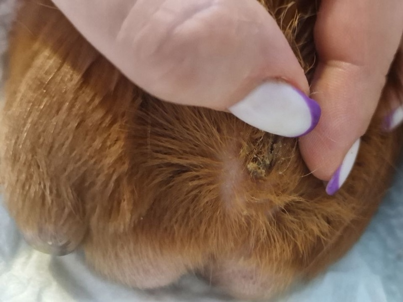 чистка сальной железы у морской свинки