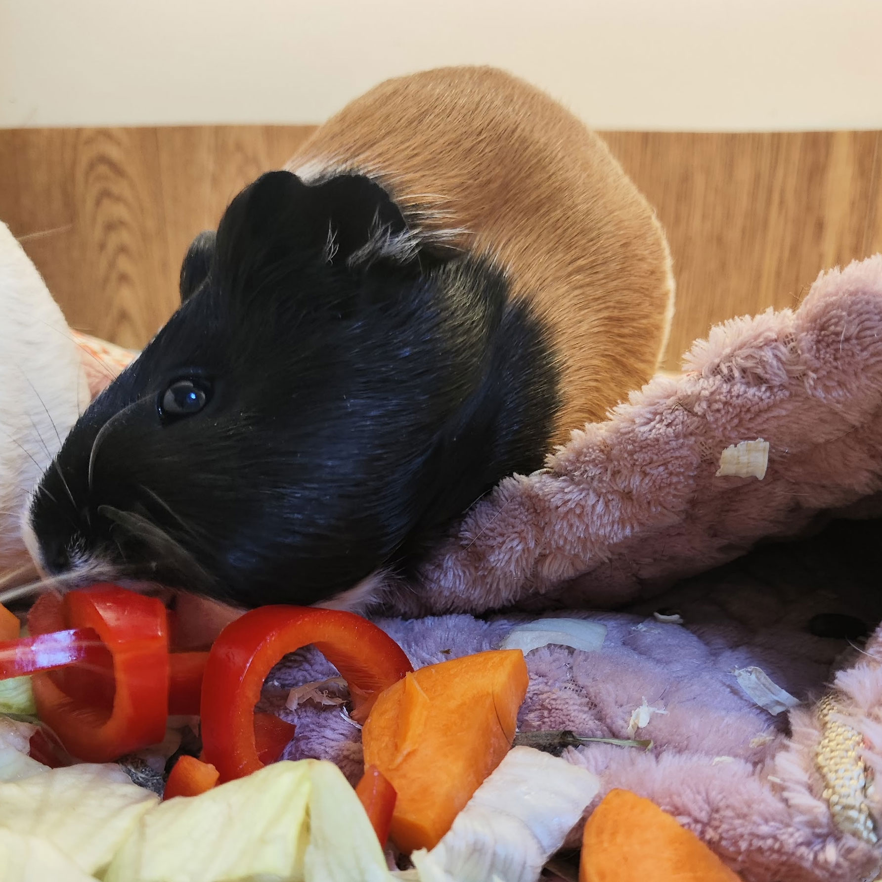 Трехцветная морская свинка ест болгарский перец и морковь