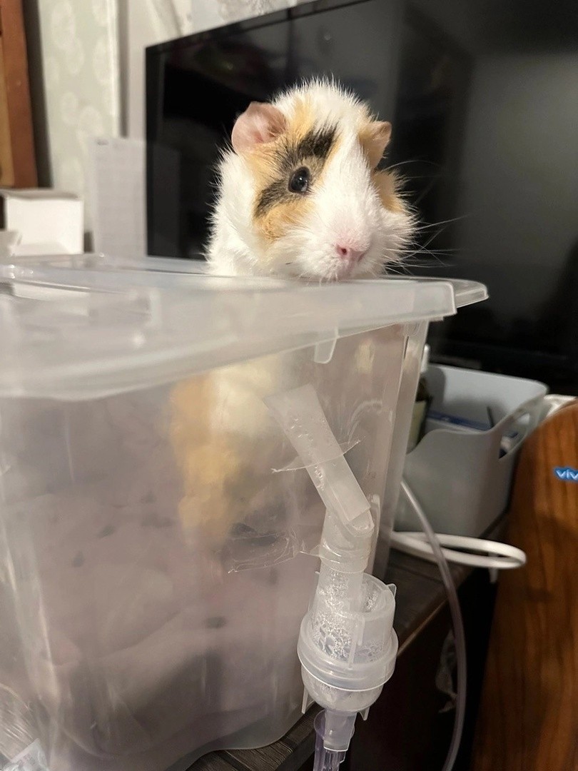 Морская свинка торчит из контейнера для ингаляций