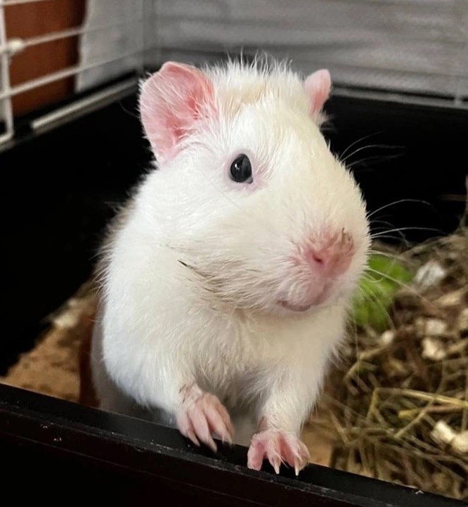 докорм морской свинки