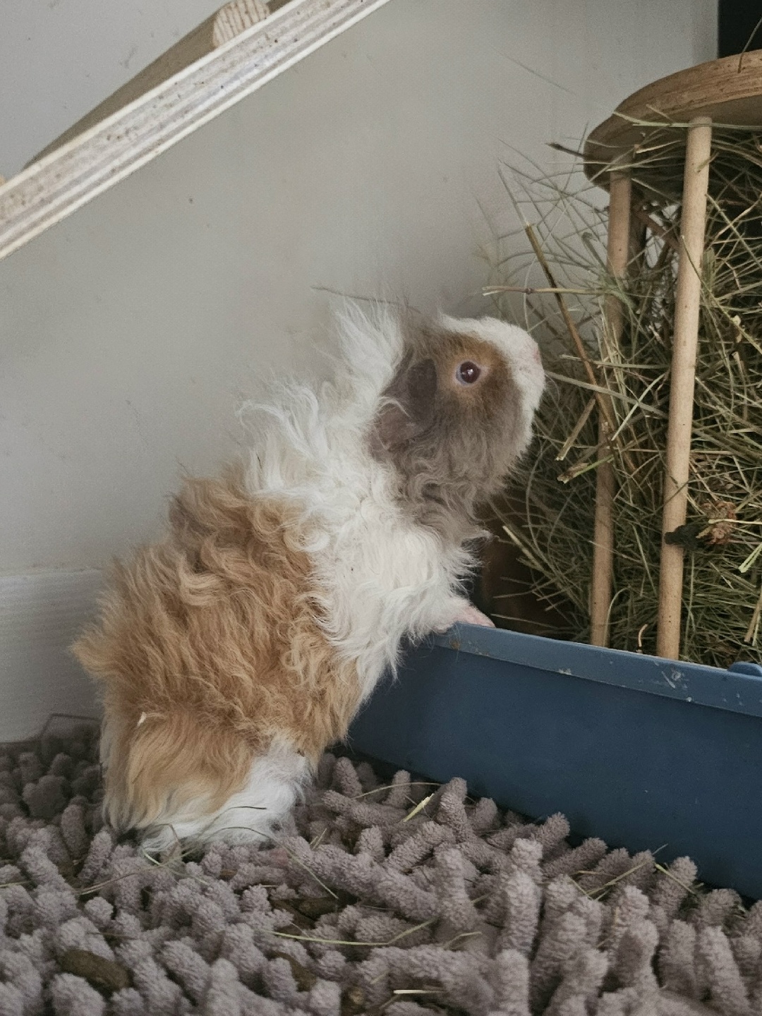 Сено должно быть всегда в клетке