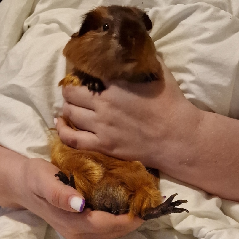 Как держать морскую свинку