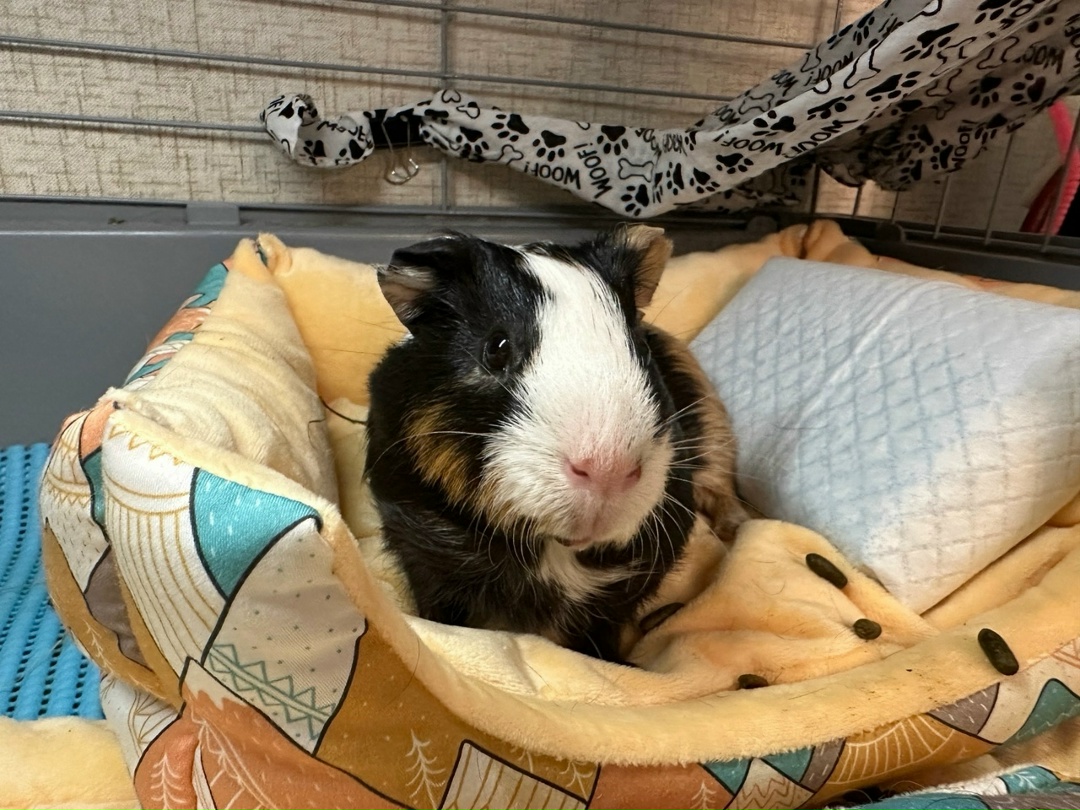 Аккумулятор холода в клетке морской свинки