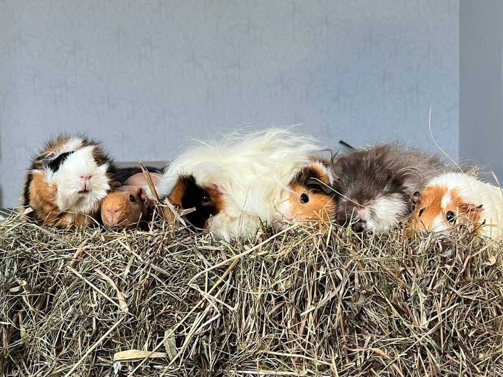 Обложка статьи