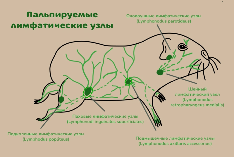 лимфатические узлы морской свинки