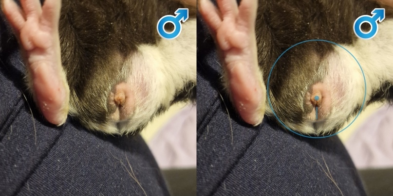 Самец морской свинки, 4 месяца