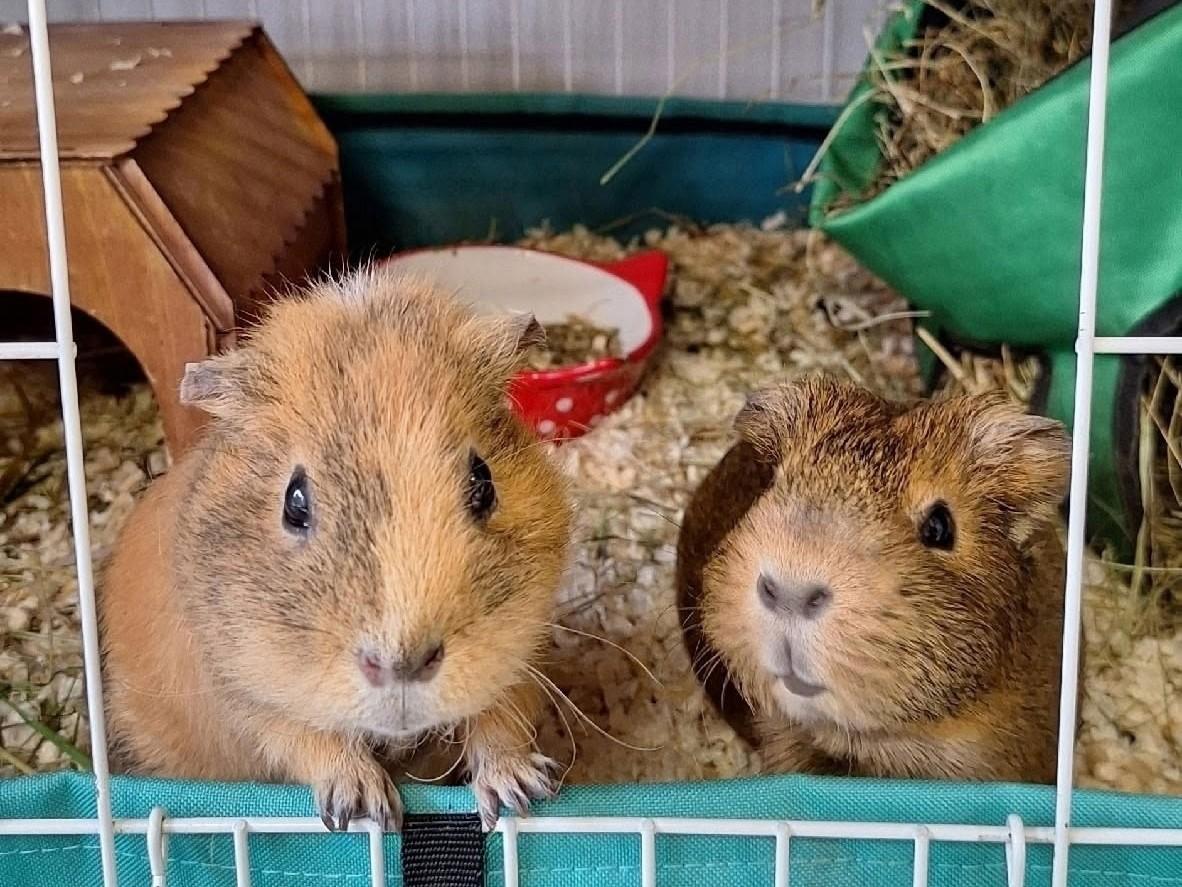 Две морские свинки самки выглядывают из клетки