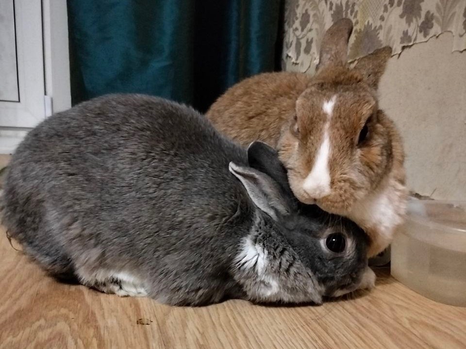 Два кролика живут счастливо вместе