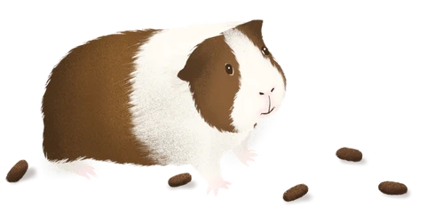 Здоровые какашки морской свинки