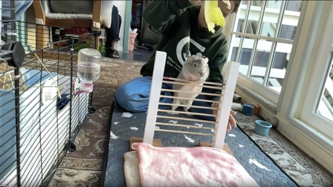 Морская свинка Кора — рекордсменка по прыжкам через барьер (26,67 см)