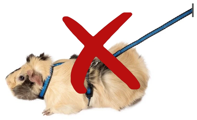 шлейка для морской свинки опасна